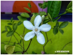 Wrightia antidysenterica