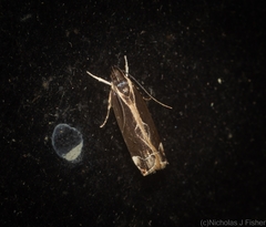 Chaliniastis astrapaea