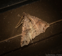 Lithilaria proestans