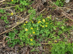 Ranunculus franchetii