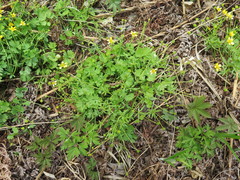Ranunculus franchetii