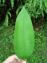 Cinnamomum verum
