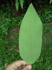 Cinnamomum verum