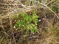 Epilobium confertifolium