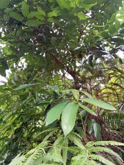 Cinnamomum verum