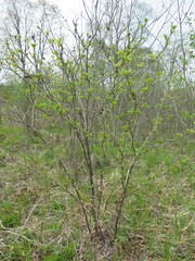 Eleutherococcus sessiliflorus