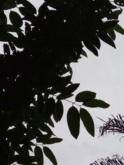 Cinnamomum verum
