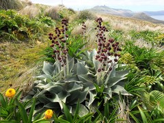 Pleurophyllum hookeri
