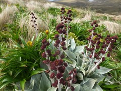 Pleurophyllum hookeri