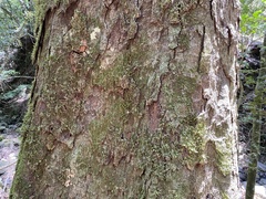 Quercus gilva
