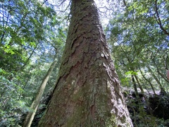 Quercus gilva