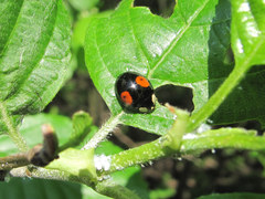 Harmonia axyridis