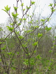 Eleutherococcus sessiliflorus