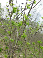 Eleutherococcus sessiliflorus