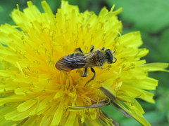 Andrena