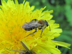 Andrena