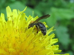 Andrena