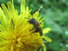 Andrena