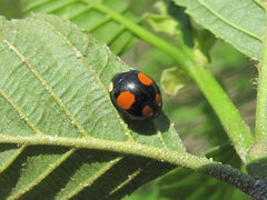 Harmonia axyridis