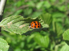 Harmonia axyridis