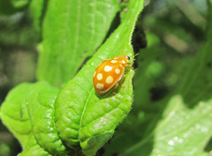 Calvia quindecimguttata