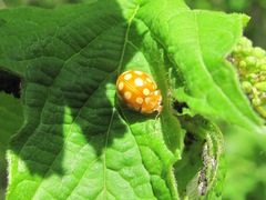 Calvia quindecimguttata