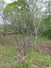 Eleutherococcus sessiliflorus