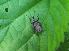 Curculionidae