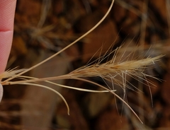 Aristida congesta