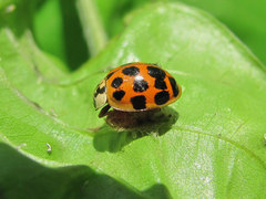 Dinocampus coccinellae paralysis virus