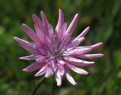 Scorzonera rosea