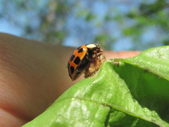 Dinocampus coccinellae paralysis virus