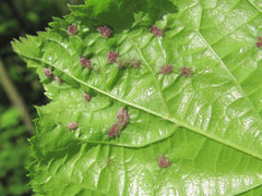 Arthropoda