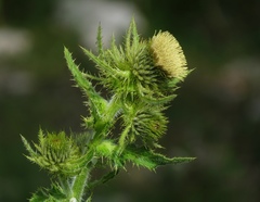 Cirsium carniolicum