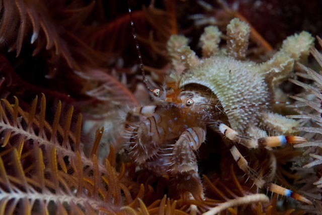 Blue-striped Hermit Crab