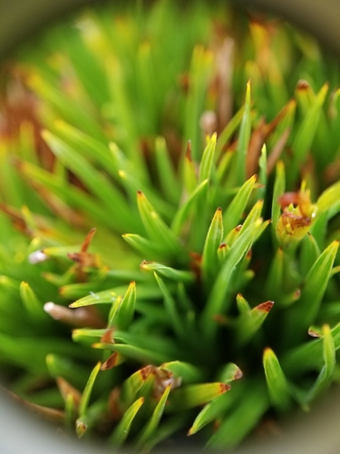 Oreobolus furcatus
