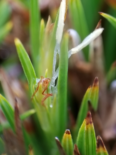 Oreobolus furcatus