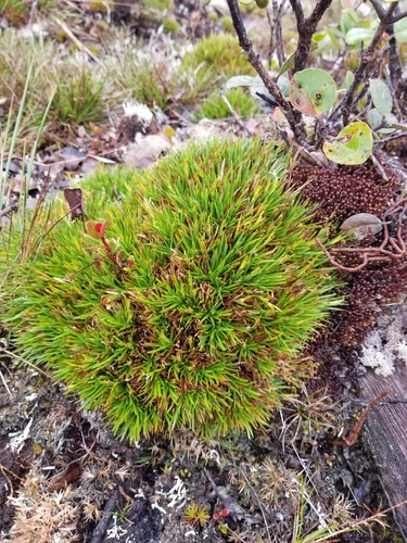 Oreobolus furcatus