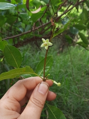 Gymnanthera oblonga
