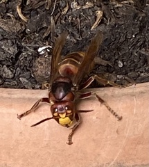 Vespa crabro