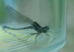Enallagma exsulans