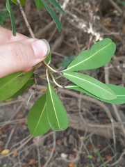 Gymnanthera oblonga