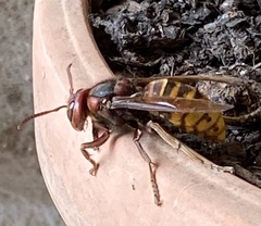 Vespa crabro