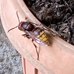Vespa crabro
