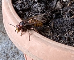 Vespa crabro
