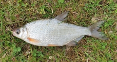 Blicca bjoerkna