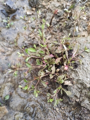 Mazus miquelii