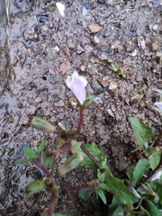 Mazus miquelii