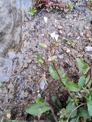 Mazus miquelii