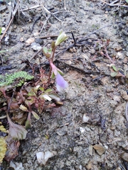 Mazus miquelii